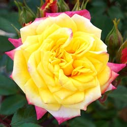 Rose 'Rainbow's End'